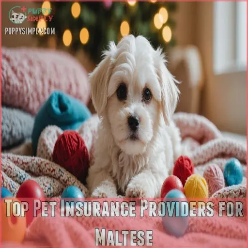 Top Pet Insurance Providers for Maltese