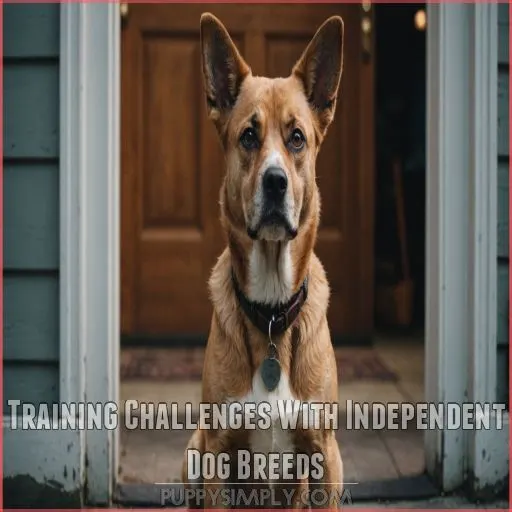 Training Challenges With Independent Dog Breeds