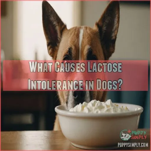 What Causes Lactose Intolerance in Dogs