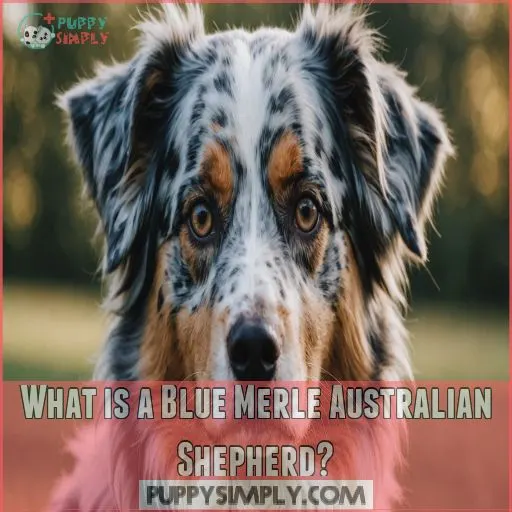 What is a Blue Merle Australian Shepherd