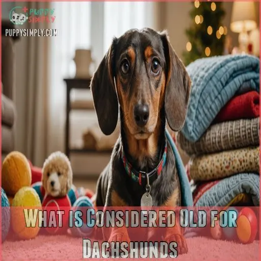 What is Considered Old for Dachshunds