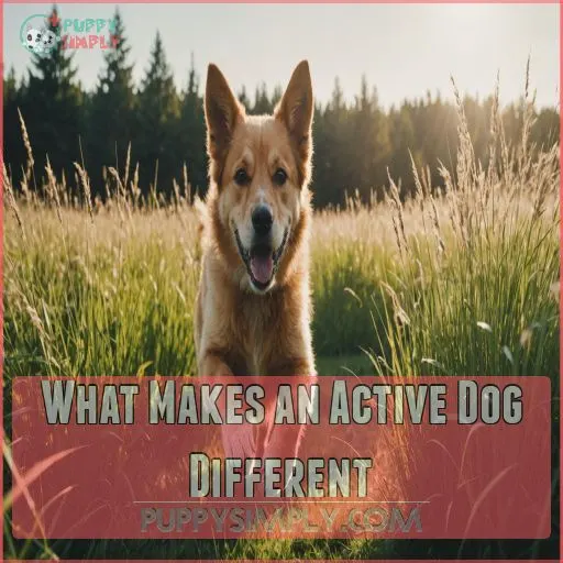 What Makes an Active Dog Different