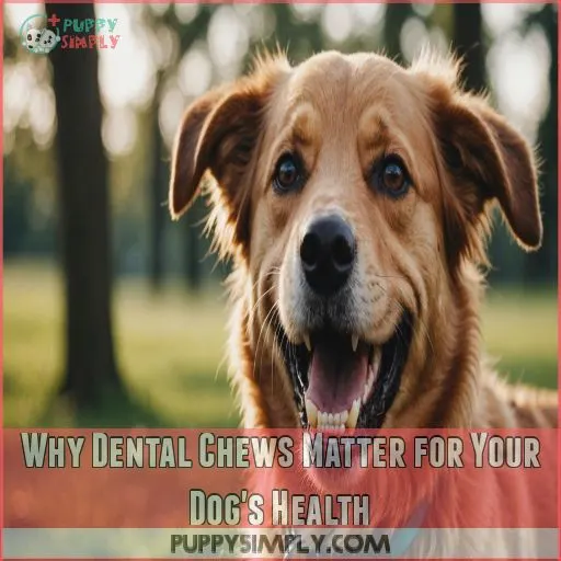 Why Dental Chews Matter for Your Dog