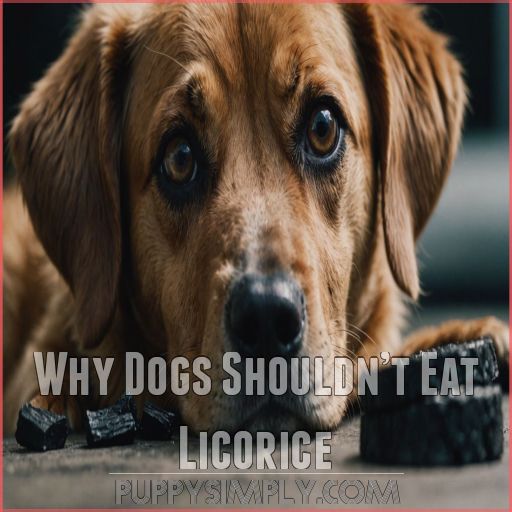 Why Dogs Shouldn’t Eat Licorice