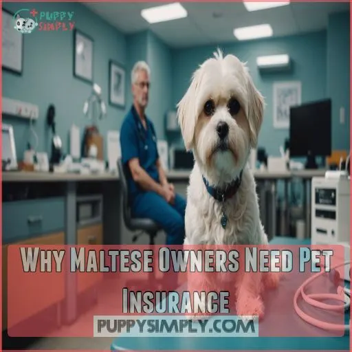 Why Maltese Owners Need Pet Insurance