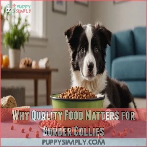 Why Quality Food Matters for Border Collies