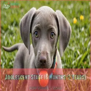 Adolescent Stage (6 Months–2 Years)