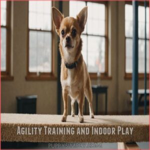 Agility Training and Indoor Play