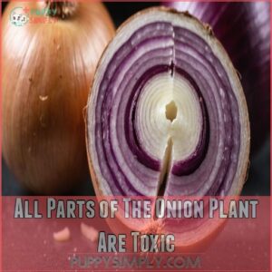 All Parts of The Onion Plant Are Toxic