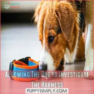 Allowing The Dog to Investigate The Harness