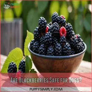 Are Blackberries Safe for Dogs