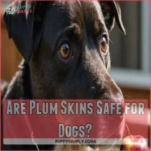 Are Plum Skins Safe for Dogs