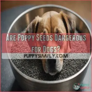 Are Poppy Seeds Dangerous for Dogs