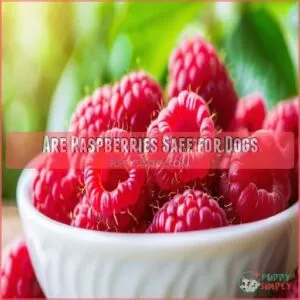 Are Raspberries Safe for Dogs