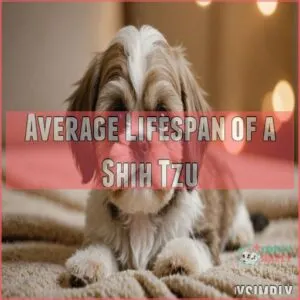 Average Lifespan of a Shih Tzu