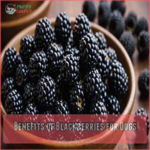 Benefits of Blackberries for Dogs