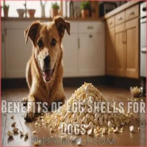 Benefits of Egg Shells for Dogs