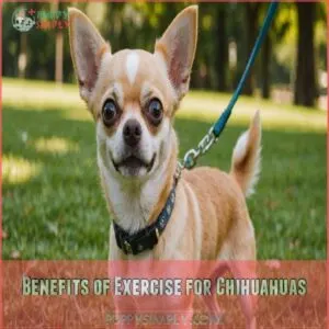 Benefits of Exercise for Chihuahuas