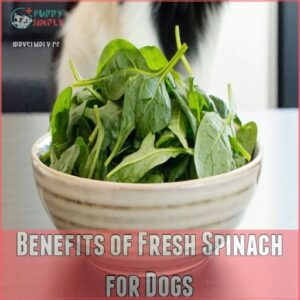 Benefits of Fresh Spinach for Dogs