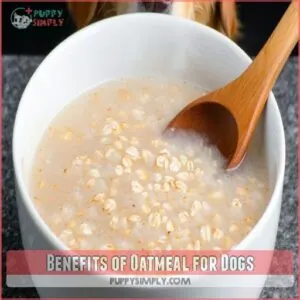 Benefits of Oatmeal for Dogs