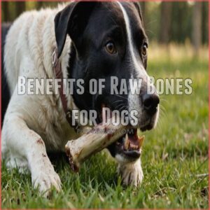 Benefits of Raw Bones for Dogs