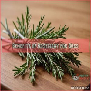 Benefits of Rosemary for Dogs