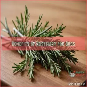 Benefits of Rosemary for Dogs