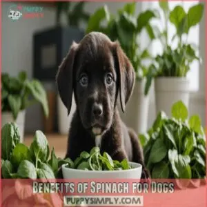 Benefits of Spinach for Dogs