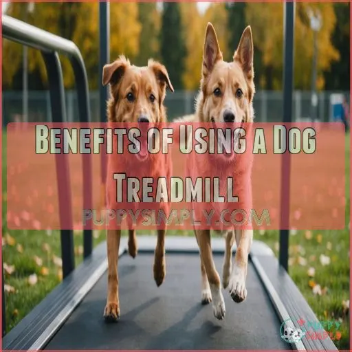 Benefits of Using a Dog Treadmill