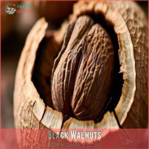 Black Walnuts