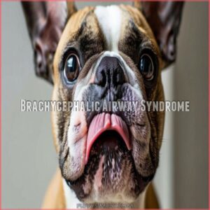 Brachycephalic Airway Syndrome