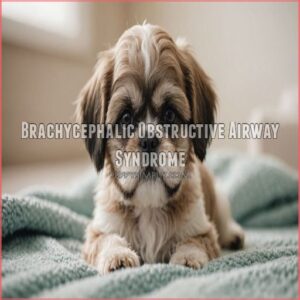 Brachycephalic Obstructive Airway Syndrome