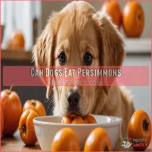 Can Dogs Eat Persimmons