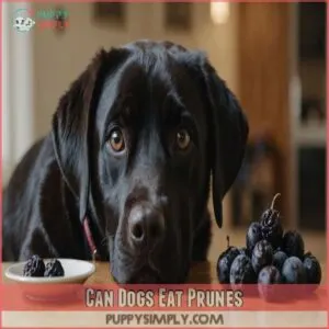 can dogs eat prunes