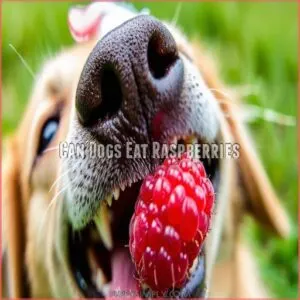 Can Dogs Eat Raspberries