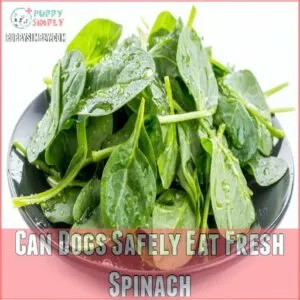 Can Dogs Safely Eat Fresh Spinach