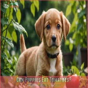 Can Puppies Eat Tomatoes