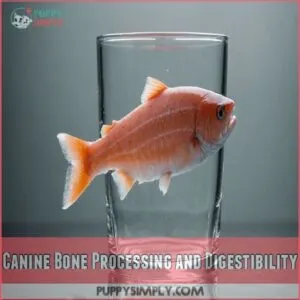 Canine Bone Processing and Digestibility