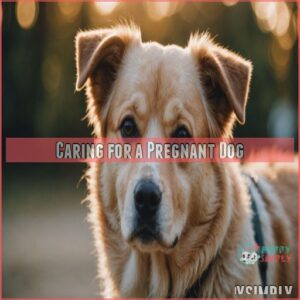 Caring for a Pregnant Dog