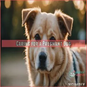 Caring for a Pregnant Dog