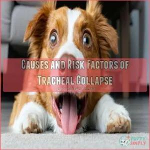 Causes and Risk Factors of Tracheal Collapse