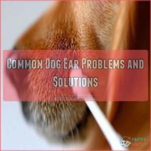 Common Dog Ear Problems and Solutions