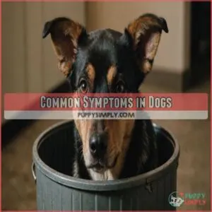 Common Symptoms in Dogs