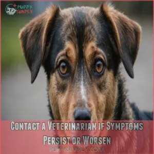 Contact a Veterinarian if Symptoms Persist or Worsen