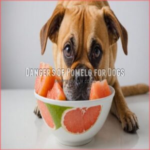 Dangers of Pomelo for Dogs