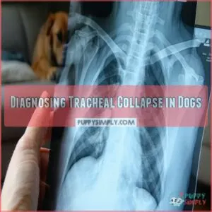 Diagnosing Tracheal Collapse in Dogs