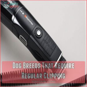 Dog Breeds That Require Regular Clipping