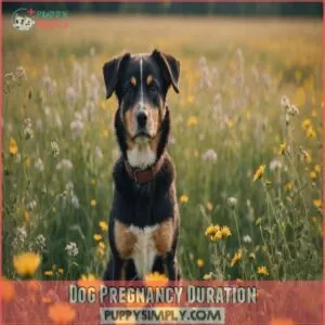 Dog Pregnancy Duration