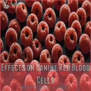 Effects on Canine Red Blood Cells