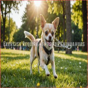 Exercise Requirements for Chihuahuas Exercise Requirements for Chihuahuas